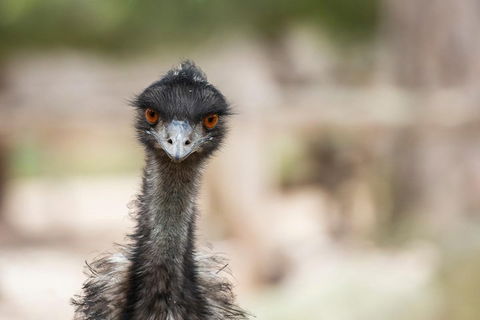 Australian Wildlife Tour At Melbourne Zoo Ticket - Tweed Heads Accommodation 3