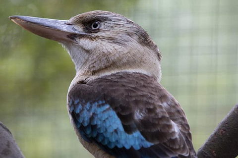 Australian Wildlife Tour At Melbourne Zoo Ticket - Tweed Heads Accommodation 4