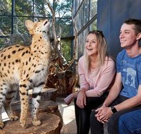 African Cat Encounter at Werribee Open Range Zoo - Tweed Heads Accommodation