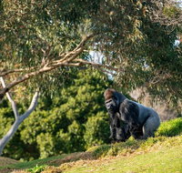 Early Morning Savannah Experience - Tweed Heads Accommodation