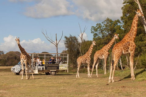Off-Road Safari At Werribee Open Range Zoo - Tweed Heads Accommodation 3