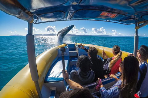 Ocean Rafting Tour To Whitehaven Beach, Hill Inlet Lookout & Top Snorkel Spots - Tweed Heads Accommodation 4