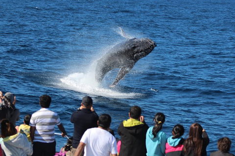 Tangalooma Island Resort Whale Watching Day Cruise With Dolphin Viewing - Tweed Heads Accommodation 1