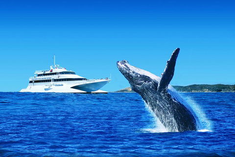 Tangalooma Island Resort Whale Watching Day Cruise With Dolphin Viewing - Tweed Heads Accommodation 2