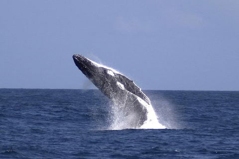 Tangalooma Island Resort Whale Watching Day Cruise With Dolphin Viewing - Tweed Heads Accommodation 4