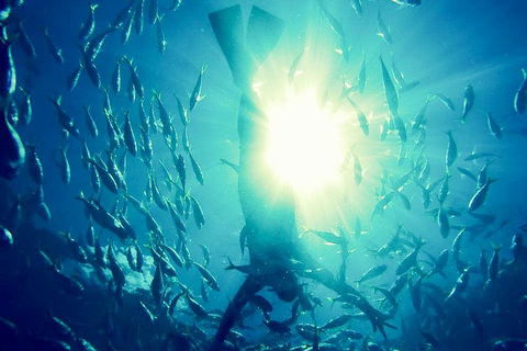 2-Day Whitsundays Sailing Adventure: SV Whitehaven - Tweed Heads Accommodation 1