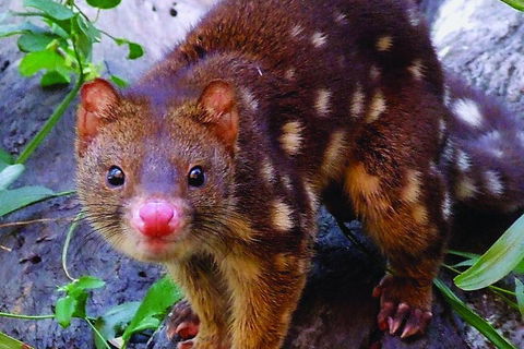 Hartley's Crocodile Adventures Breakfast With The Koalas - Tweed Heads Accommodation 2