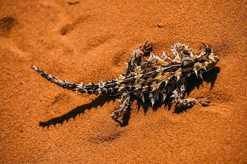 Pinnacles Sunset Dinner And Stargazing Experience A Small Group Tour - Tweed Heads Accommodation 5
