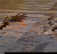 Litchfield and Jumping Crocodiles Full Day Trip from Darwin - Tweed Heads Accommodation