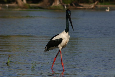 Litchfield And Jumping Crocodiles Full Day Trip From Darwin - Tweed Heads Accommodation 1