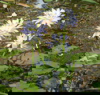 Yellow Water Cruise - Kakadu - Tweed Heads Accommodation