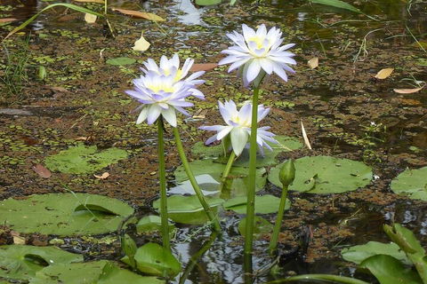 Yellow Water Cruise - Kakadu - Tweed Heads Accommodation 0
