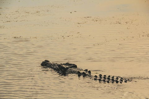 Yellow Water Cruise - Kakadu - Tweed Heads Accommodation 2