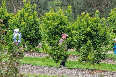 Dandenong Ranges And Rayners Orchard Tour From Melbourne - Tweed Heads Accommodation 2