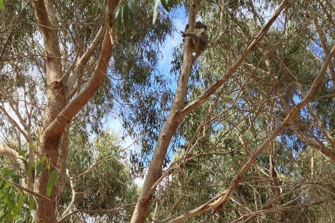 Kangaroo Island 4WD Tour - Best Of KI In 2 Days - Tweed Heads Accommodation 0
