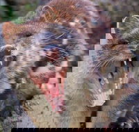 After Dark Tasmanian Devil Feeding Tour at Cradle Mountain - Tweed Heads Accommodation