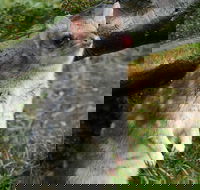 1-Hour Tasmanian Devil Feeding Day Tour at Cradle Mountain - Tweed Heads Accommodation