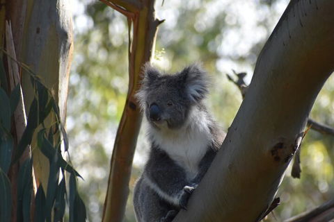 Healesville Sanctuary And Phillip Island Wildlife Bus Tour - Tweed Heads Accommodation 0
