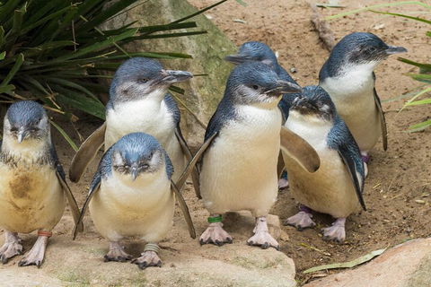 Healesville Sanctuary And Phillip Island Wildlife Bus Tour - Tweed Heads Accommodation 2