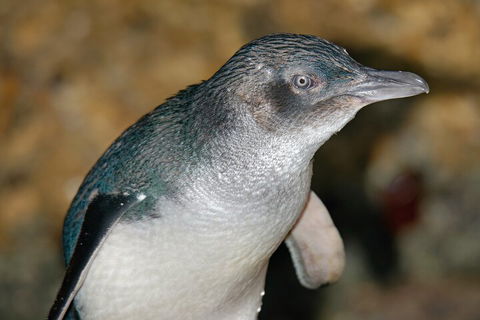 Healesville Sanctuary And Phillip Island Wildlife Bus Tour - Tweed Heads Accommodation 4