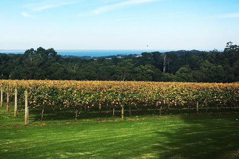 Yarra Valley Wine Tour Inc Lunch With A Glass Of Wine, Tastings And Chocolate - Tweed Heads Accommodation 2