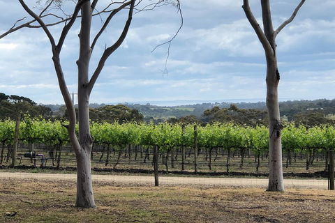 Yarra Valley Wine Tour Inc Lunch With A Glass Of Wine, Tastings And Chocolate - Tweed Heads Accommodation 3