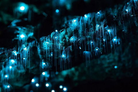 Hinterland Magic & Glow-worm Experience - Tweed Heads Accommodation 1