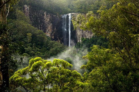 Hinterland Magic & Glow-worm Experience - Tweed Heads Accommodation 4