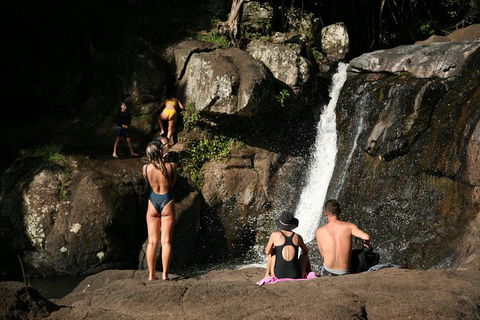 Hinterland Magic & Glow-worm Experience - Tweed Heads Accommodation 5