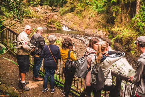 Full-day Springbrook National Park Tour From The Gold Coast - Tweed Heads Accommodation 0