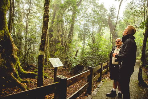 Full-day Springbrook National Park Tour From The Gold Coast - Tweed Heads Accommodation 1