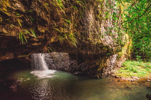 Full-day Springbrook National Park Tour From The Gold Coast - Tweed Heads Accommodation 4