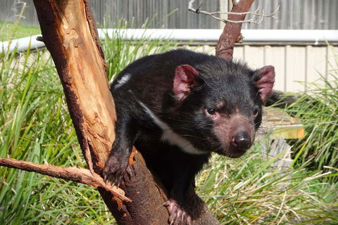 6-Day Tasmania Small-Group Guided Tour With Gourmet Food - Tweed Heads Accommodation 1