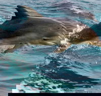 1.5HR Mudjimba Island Wildlife Safari - Tweed Heads Accommodation