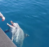 Noosa Wild Dolphin Safari - Tweed Heads Accommodation