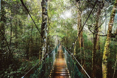 O'Reilly's & Lamington National Park From Gold Coast - Tweed Heads Accommodation 0