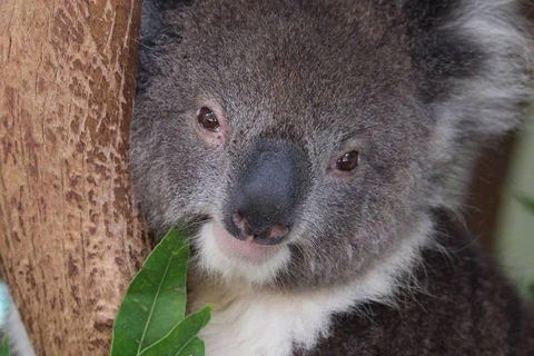 All Inclusive Blue Mountains Small-Group Day Trip From Sydney - Tweed Heads Accommodation 1