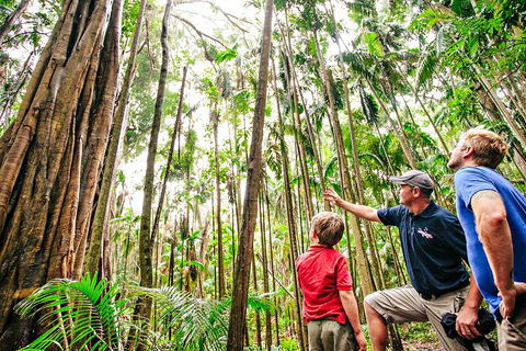 Natural Bridge & Springbrook Waterfalls Tour + Hot Air Balloon With Breakfast - Tweed Heads Accommodation 5