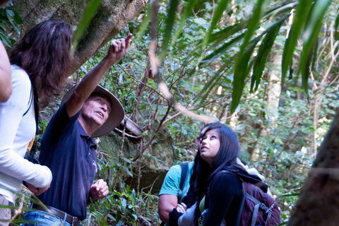 Natural Bridge & Springbrook Waterfalls Tour - Tweed Heads Accommodation 4