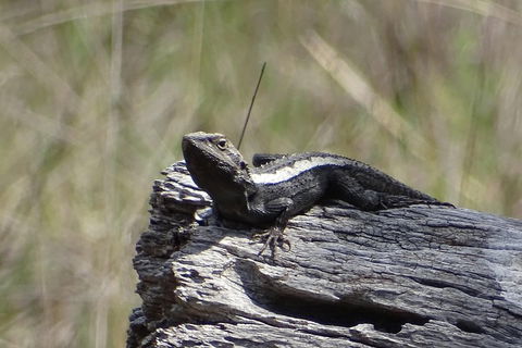 Inside The Greater Blue Mountains World Heritage - A Private Wildlife Safari Overnight - Tweed Heads Accommodation 2