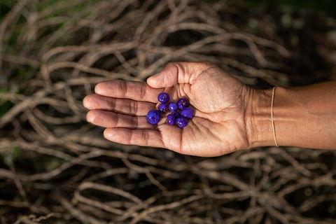 Cape Byron Aboriginal Tour - Tweed Heads Accommodation 0