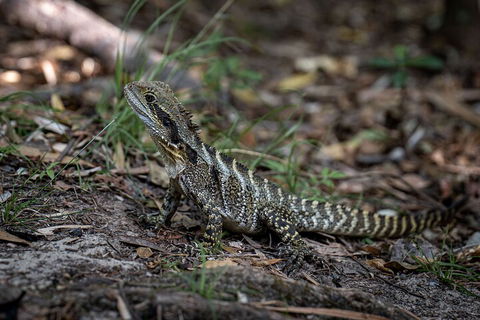 Cape Byron Aboriginal Tour - Tweed Heads Accommodation 3