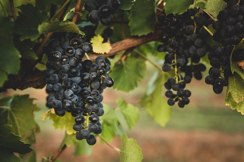 Hideaway Private Tours Hunter Valley- Indulgence Wine Tour (Full Day) - Tweed Heads Accommodation 3