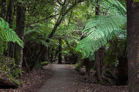 Mt Field National Park And Russell Falls From Hobart - Tweed Heads Accommodation 3