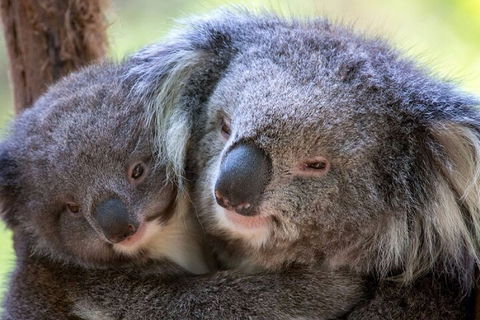 Half-Day Or Full-Day Tour With Private Guide From Melbourne - Tweed Heads Accommodation 1