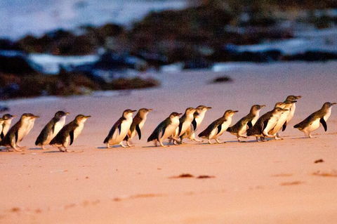 Half-Day Or Full-Day Tour With Private Guide From Melbourne - Tweed Heads Accommodation 5