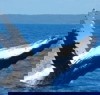 Mooloolaba Whale Watching Tour - Tweed Heads Accommodation
