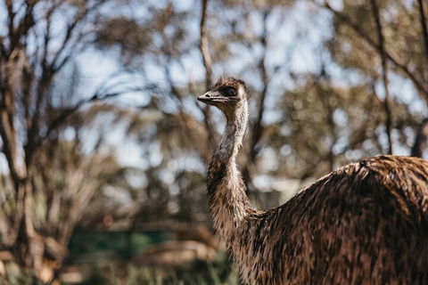 Wave Rock, York, Wildflowers, And Aboriginal Cultural Day Tour From Perth - Tweed Heads Accommodation 4