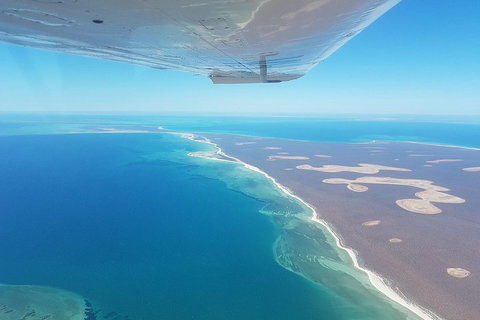 Monkey Mia Dolphins & Shark Bay Air Tour From Perth - Tweed Heads Accommodation 2