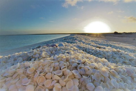 Monkey Mia Dolphins & Shark Bay Air Tour From Perth - Tweed Heads Accommodation 3